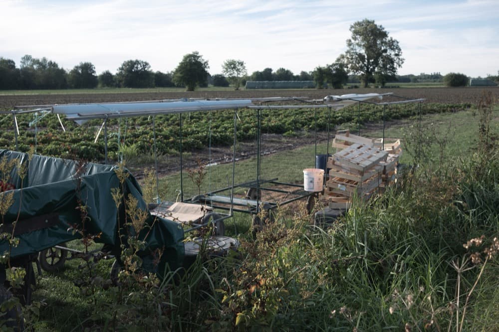 Strawberry harvest