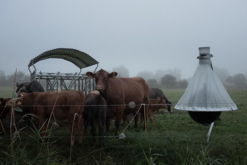 Cows