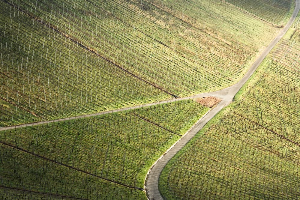 Vineyard I