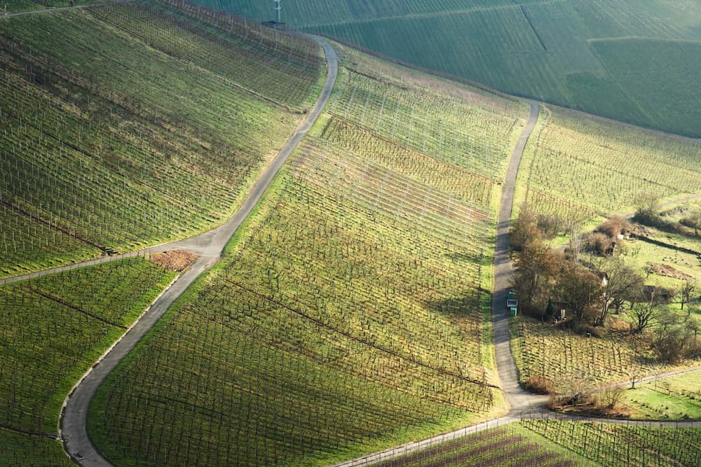 Vineyard II