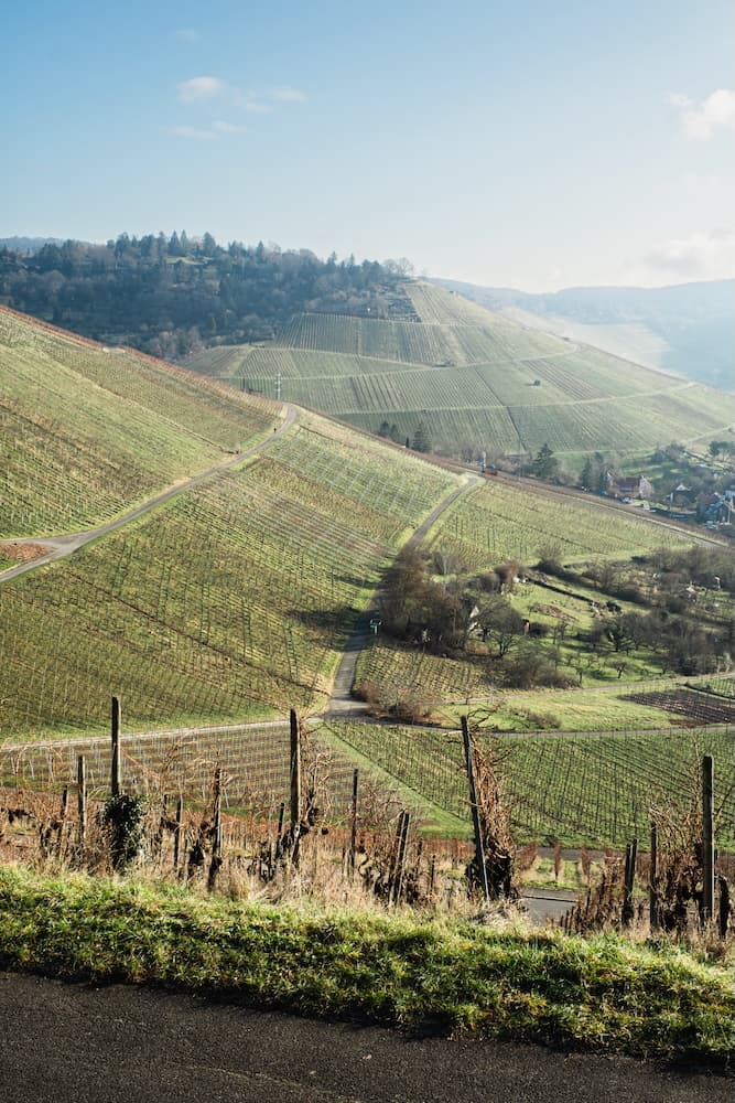 Vineyard III