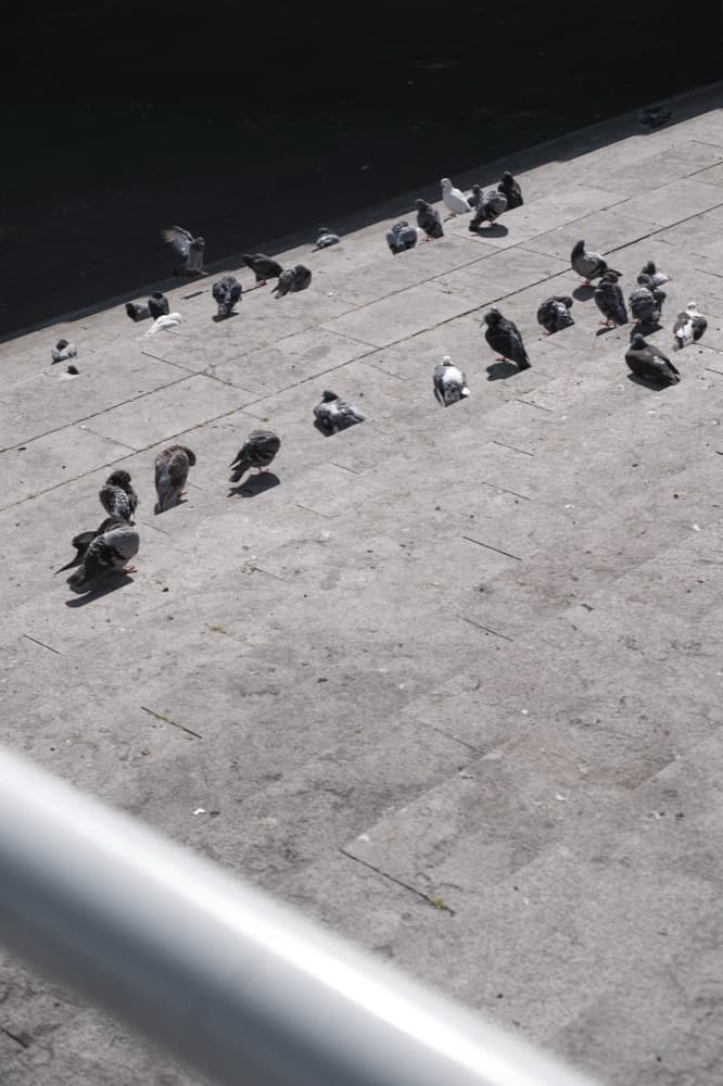 Pigeons